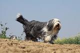 BEARDED COLLIE 210